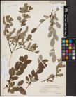 Foto von Salix aurita L. x Salix repens L.